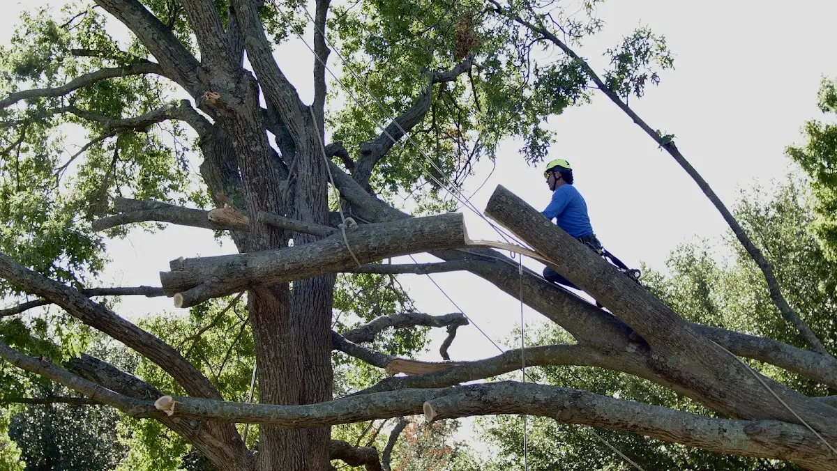 Professional Hazardous Tree Removal performed by certified arborists in Reeds Spring
