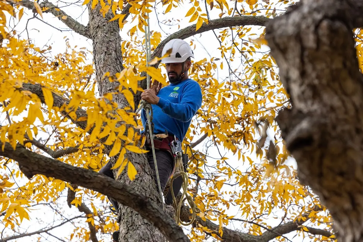 Skilled Tree Trimming crew working in Reeds Spring
